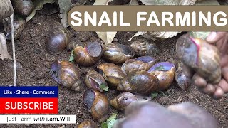 Snail Farming my small Snail Farm in Ghana [upl. by Kirch]