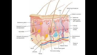 COPD PATHOPHYSIOLOGY 3D  DIAGNOSIS  TREATMENT  RISK FACTORS AND ETIOLOGY [upl. by Asiuqram464]