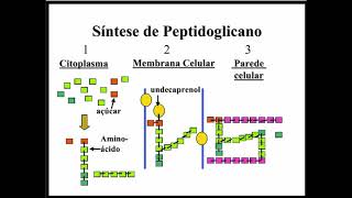 Aprenda Plugado  BACTERIOLOGIA  Aula 04 Slide 20  Síntese de Peptidoglicano [upl. by Enitsyrk]