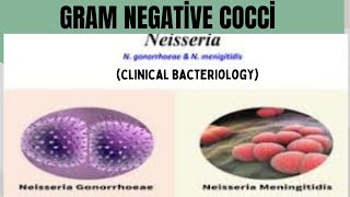 Gram negative Cocci  All about Neisseria Menengitis Disease  Pathogenesis Etiology Treatment [upl. by Ellevehc]