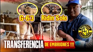 Mejorando la genética Rcho PUENTEPIEDRA Transferencia de embriones con 2 toros de PRIMER NIVEL 🐮 [upl. by Roselle]