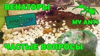 Harpegnathos venator Венаторы частые вопросы содержание формикарий [upl. by Peterec]