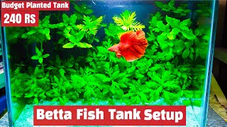 Betta Fish Tank  Planted Tank setup for Fighter fish  240 Rs Lowest Price Planted fish tank [upl. by Blaseio61]