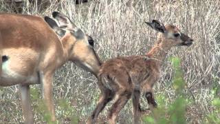 New Born Impala Welcome aboard Baby  Un piccolo impala appena nato [upl. by Bottali619]