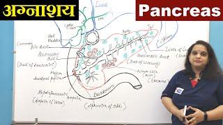 Pancreas in Hindi हिन्दी  Digestive System Anatomy  Accessory Organ  Nursing Lecture [upl. by Anibur]