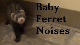 Baby Ferret Noises [upl. by Cesar292]