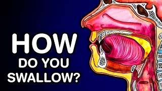 Tongue Muscles and the Hyoid Bone [upl. by Marb]