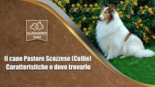 Il cane Pastore Scozzese Collie  Caratteristiche e dove trovarlo [upl. by Danae]