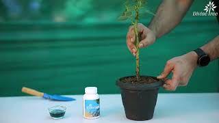 Why and How to Use Divinetree Rooting Gel  Rooting Hormone for Plants Propagation rootinghormone [upl. by Okuy218]