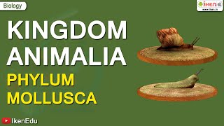 Kingdom Animalia Phylum Mollusca  iKen  iKen App  iKen Edu [upl. by Noroj391]