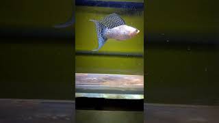 Sailfin Lyretail Molly mollyfish fish sailfinmolly aquarium fishtank fishkeeping ikanhias [upl. by Eilra]