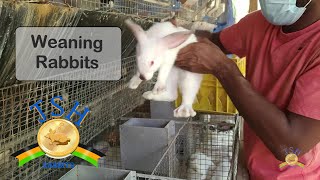 Jamaica Rabbit Farming How We Wean Our Rabbits [upl. by Jc]