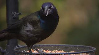 Grackles birds birdwatching nature Minnesota [upl. by Dnaltroc]