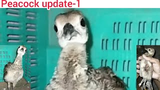 Peacock update 1🦚2k24Yadavaryan02 MRINDIANHACKER CarryMinati FukraInsaan [upl. by Anyzratak]