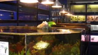 Bulwell Pets And Aquatics [upl. by Figueroa]