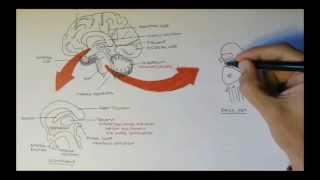 Brain Anatomy Overview  Lobes Diencephalon Brain Stem amp Limbic System [upl. by Brynna22]