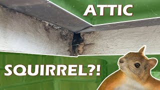 Easily Remove Squirrels From Your Attic NoHarm [upl. by Germayne]