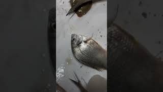 Sea bream 🙄food trending shots shotsvideo instagram instareels seafood fishing [upl. by O'Rourke]