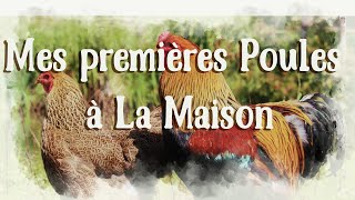 Avoir des poules dans son jardin [upl. by Parthen]