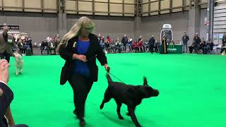 Crufts 2022 Labrador Dog and Bitch Challenges [upl. by Treble]