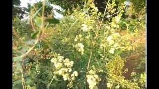 GORINTAKU PLANT Lawsonia inermis henna tree  mEHANDI BODY ART MEDICINAL PLANT [upl. by Anaibib]