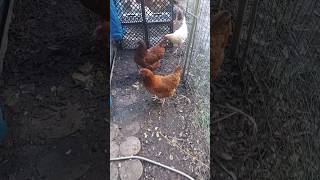 Can Chickens Recognize Each Other By Scent [upl. by Ttirrem]