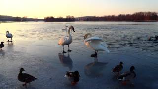 Trumpeter Swans Chase Young Juvenile Trumpeter [upl. by Dukey]