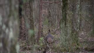 Awesome Turkey Hunt with Black Powder Muzzle Loader Shotgun [upl. by Nolaf]