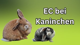 EC bei Kaninchen was nun Was ist E Cuniculi Kaninchenkrankheiten [upl. by Grizelda]