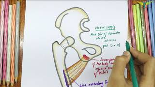 Adductor Brevis  Muscle  Origin  Insertion  Nerve supply  Action [upl. by Hyde]