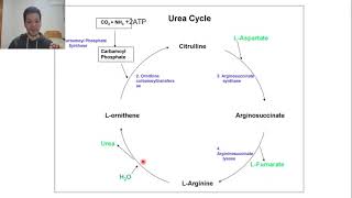 59étapes cycle de l urée [upl. by Trimmer]