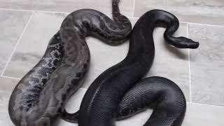 Sumatran Short Tail Pythons in Different Flavors [upl. by Benilda644]