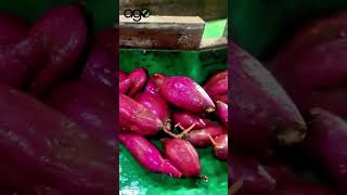 fruit ago agriculture sweet potatofood import export [upl. by Naed]