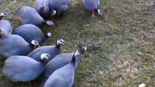 Guinea Fowl with ratAVI [upl. by Onid]