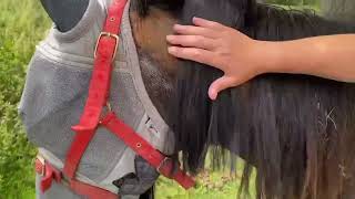 demo of attaching a fake mane extension to a hogged mane [upl. by Tadeas]