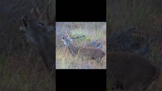 Red Deer Stag Calling Sounds During the Rut  Cervus elaphus Sounds [upl. by Aliam]