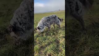 mousehunt dog australianshepherd field nature countryside outdoors aussie snifferdog [upl. by Ulund]