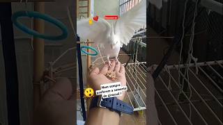 😲 Semente de girassol anime remix music cutebird cockatiel birds pets parrot shorts foryou [upl. by Airamalegna]