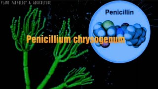 Penicillium chrysogenum Penicillium notatum source of penicilin antibiotics [upl. by Dugald]