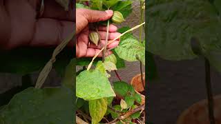 Grow GooseBerries At Home In Pots  Its Easy [upl. by Sethrida]