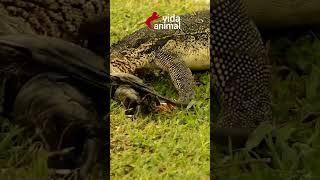 CROCODILO ATACA LAGARTO MONITOR  VIDA ANIMAL shots [upl. by Siurtemed]