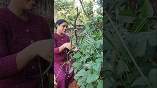 കൈ നിറയെ പയർ 👌 payar vegetables krishi harvest cultivation [upl. by Simonsen]