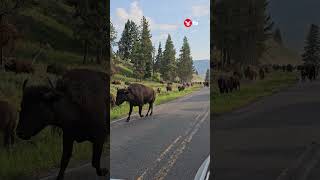 Moment Bison stampede metres from familys car news shorts [upl. by Lorac723]