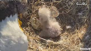 SWFL EaglesE23 First Baby For F23 amp M15 Happy New Years Eve Eaglet Alert and Active123123 [upl. by Nilsoj]