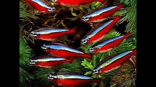 Aquarium Красные неоны на фоне мхов в аквариуме 60 л [upl. by Anoet]