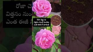 Easy to grow Rose plants from seeds youtubeshorts shortsyoutube rose garden [upl. by Perle648]