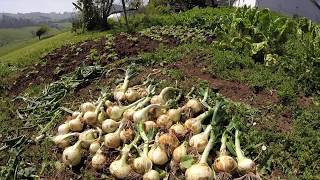 🏆Como conservar las CEBOLLAS► Cultivar cebollas🌱 ► secado de la cebolla tuhuertofacil [upl. by Aynatal]