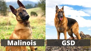 Belgian Malinois versus German Shepherd  Detailed Comparison between the two Elegant dog breeds [upl. by Aicad11]