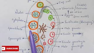 Plasmodium vivax in mosquito phase  Detailed  NEET  Bio science [upl. by Haden]