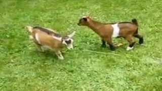 Adorable dwarf goat knocks over playmates [upl. by Esiuole]